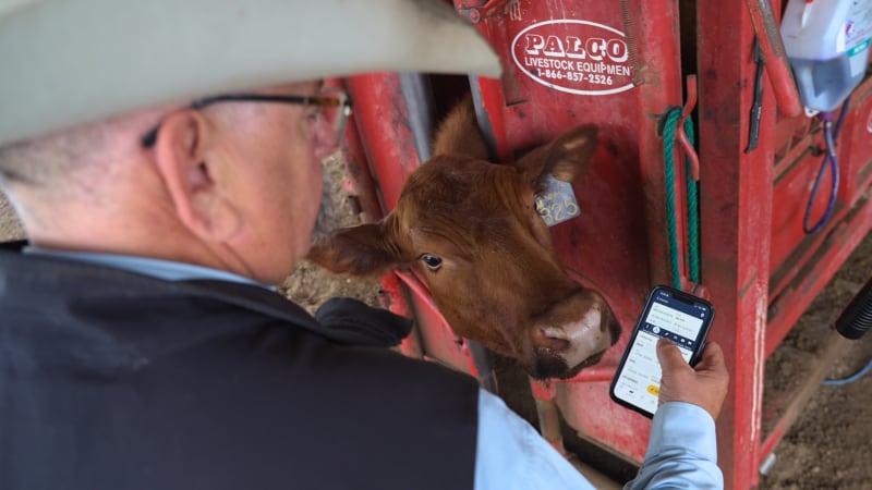 Already used by thousands of farmers across the UK and US to manage livestock data and performance, Breedr will test whether its platform can achieve similar uptake across New Zealand’s diverse farming regions.
