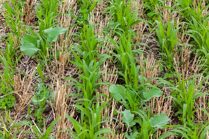 Ahold Delhaize and General Mills join forces to scale regenerative agriculture