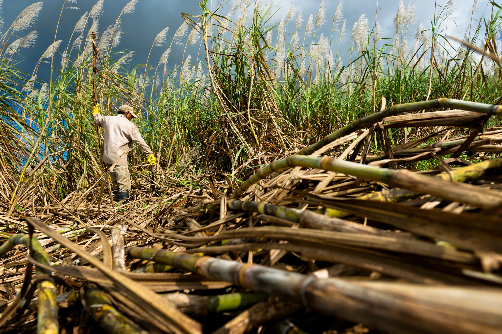 Genetic puzzle: Coca-Cola and Avalo’s project to decarbonise sugar is more complicated than it looks