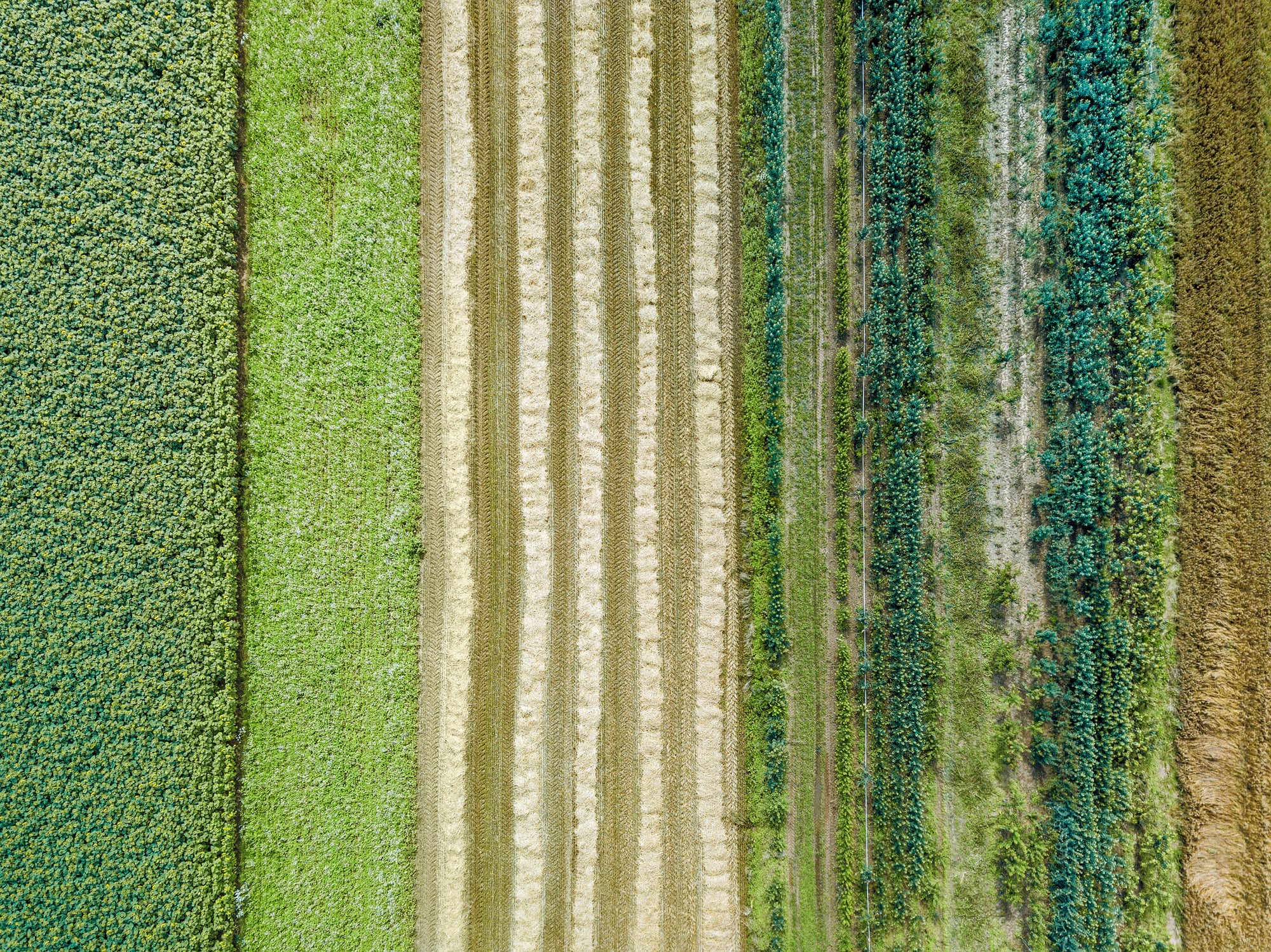 SAI Platform pilots point to ‘adaptable pathway’ for regenerative agriculture transition