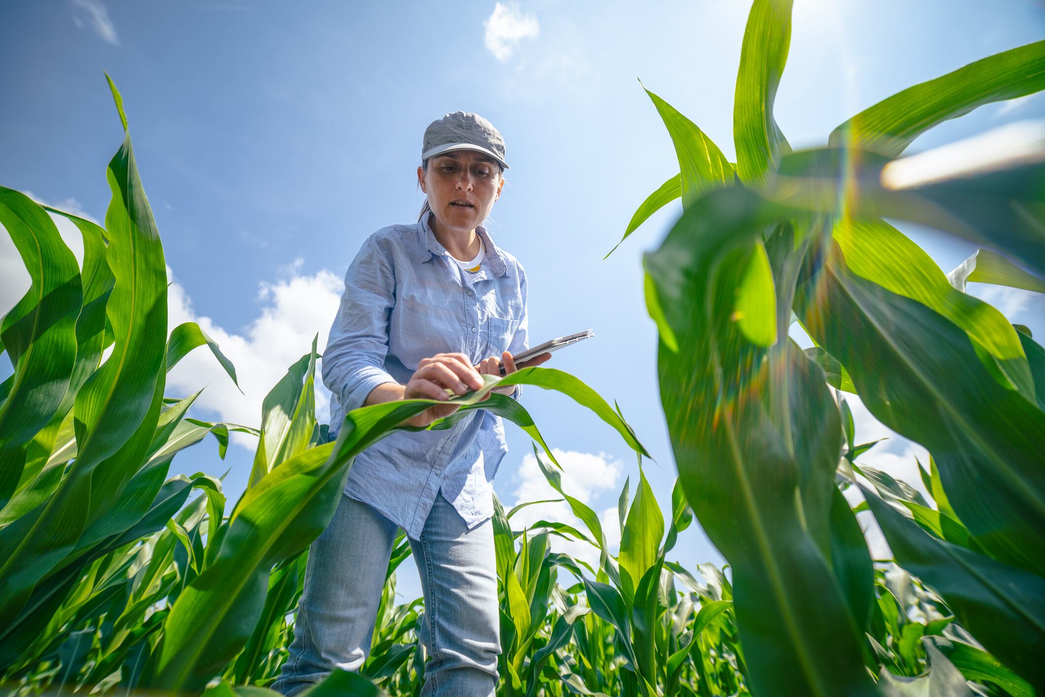 Climate change could exacerbate mycotoxin challenges