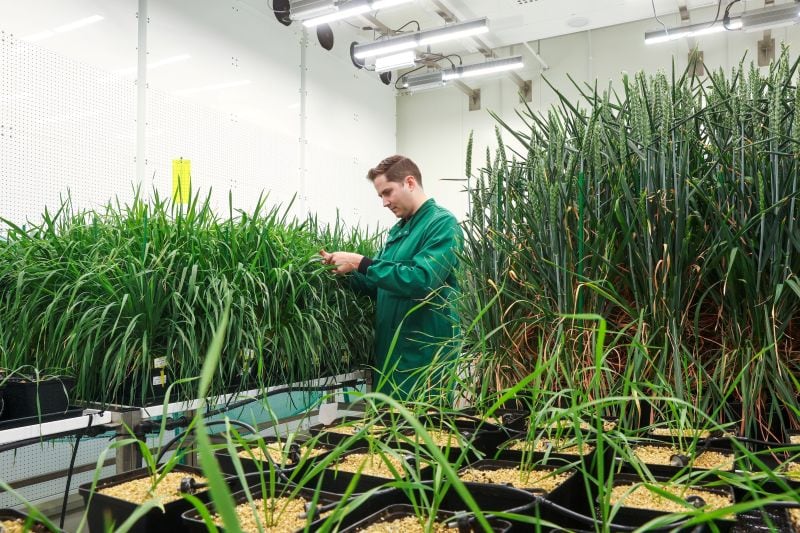 Wild Bioscience targets route to market for first climate‑resilient crops after £45m Series A