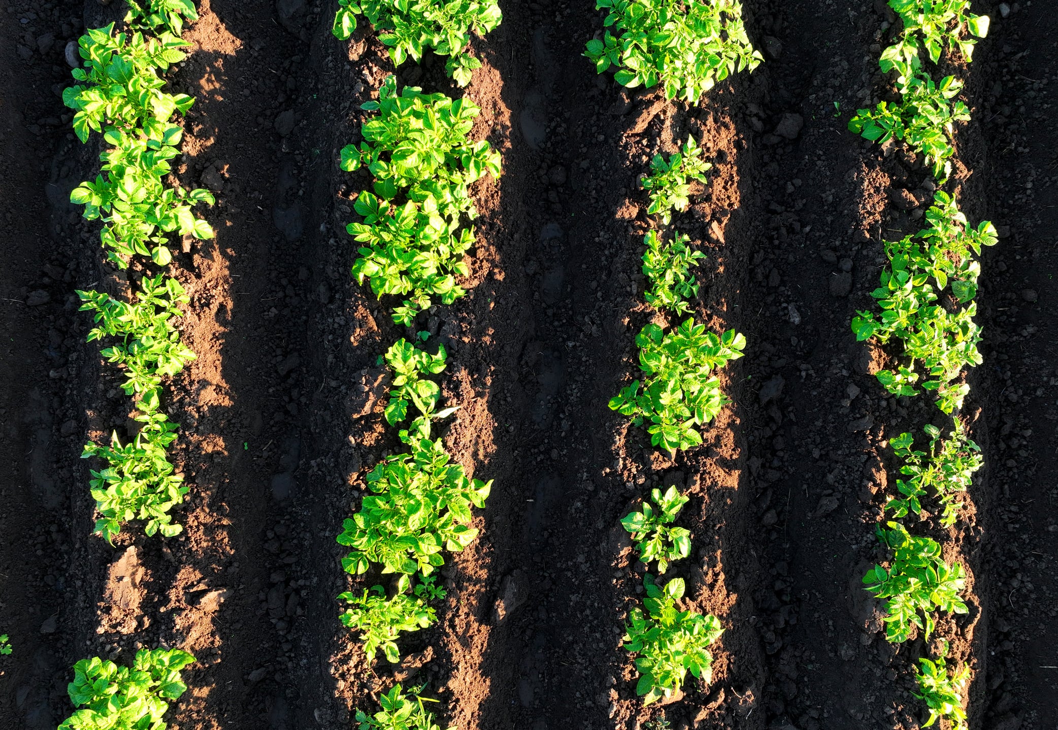 Investors back biologicals as Mycoverse raises €2.4m to tackle potato blight