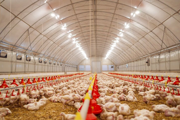 New study first to show probiotics and postbiotics boost vaccine efficacy in chickens