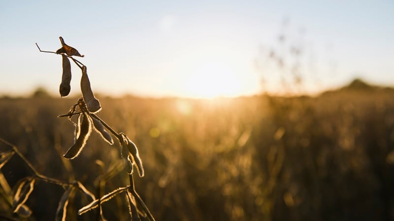 Soybean farmers receive $14m in USDA marketing support as global competition heats up