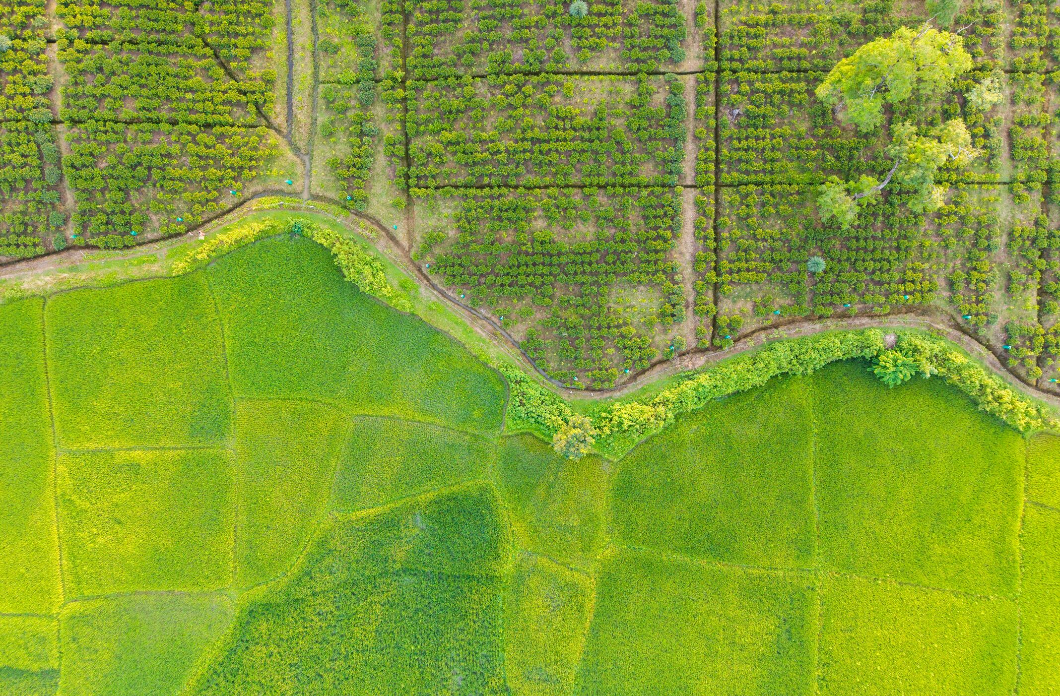 Rice fields in northern India, where Tilda’s sustainability programme is delivering lower emissions, reduced water use and improved farm yields.