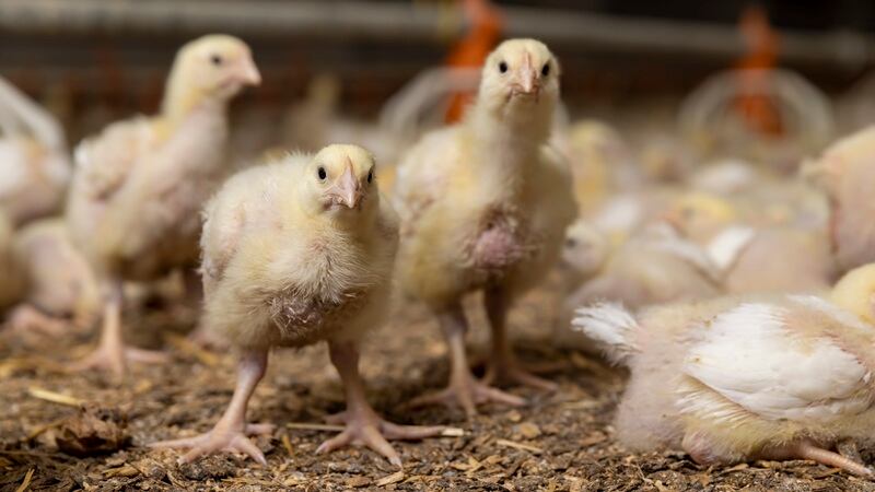 Better guts, healthier chickens: BiomEdit seeks Series C funding to commercialize biological