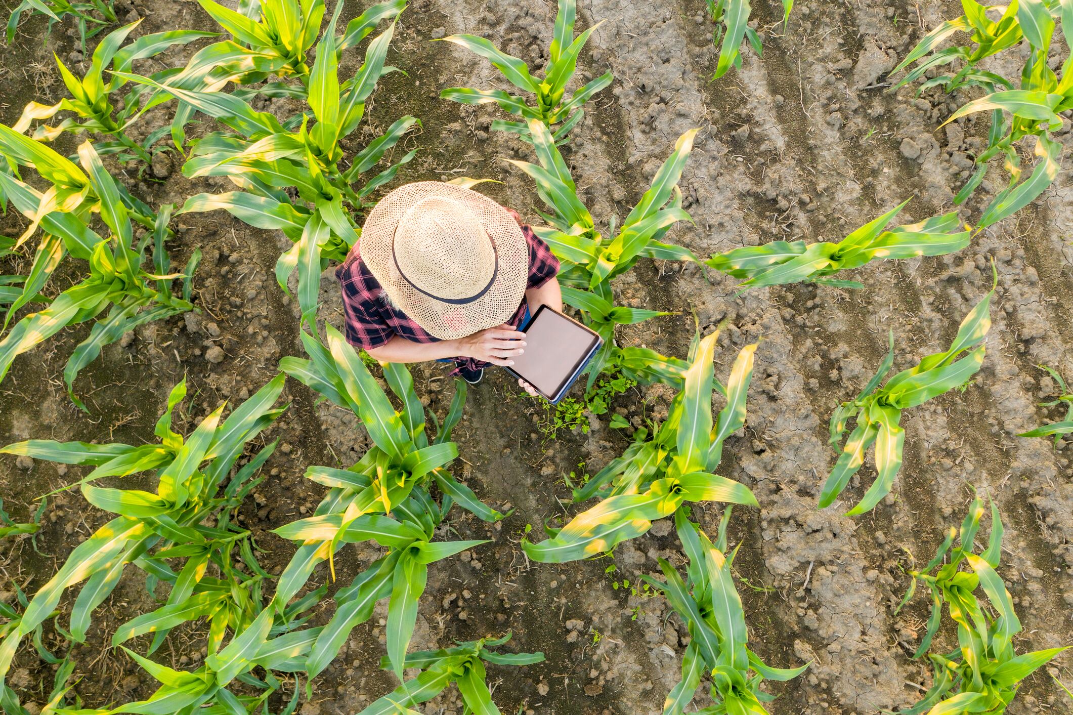 Sustainable agriculture is becoming an increasingly attractive destination for mainstream financial markets.