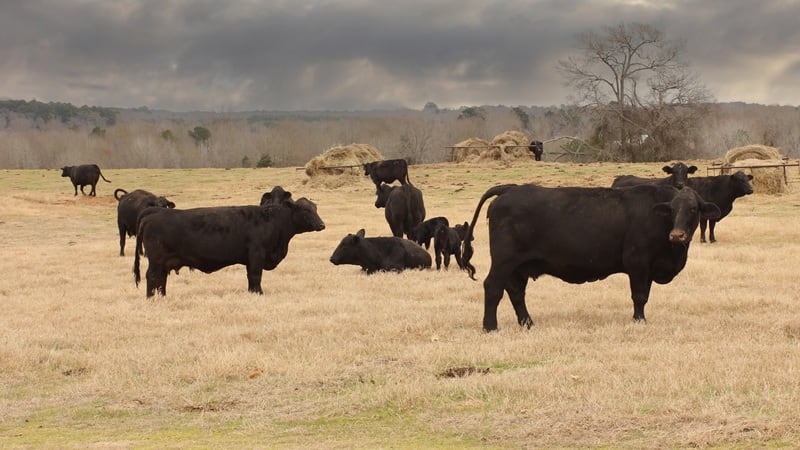USDA, DOI help American ranchers better access grazing lands with MOU