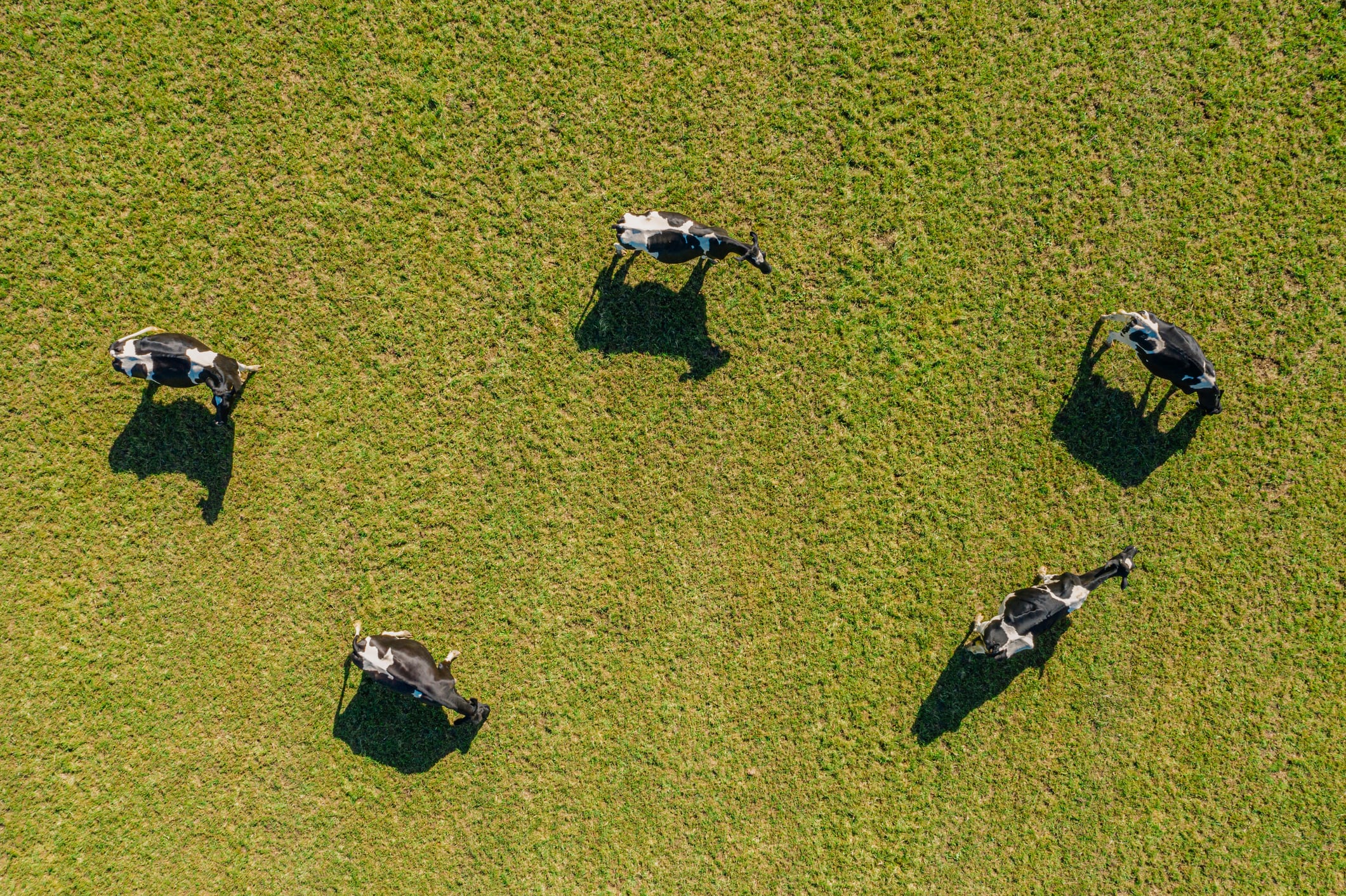 Redefining ‘sustainable’: Are climate goals undermining animal welfare in UK livestock?