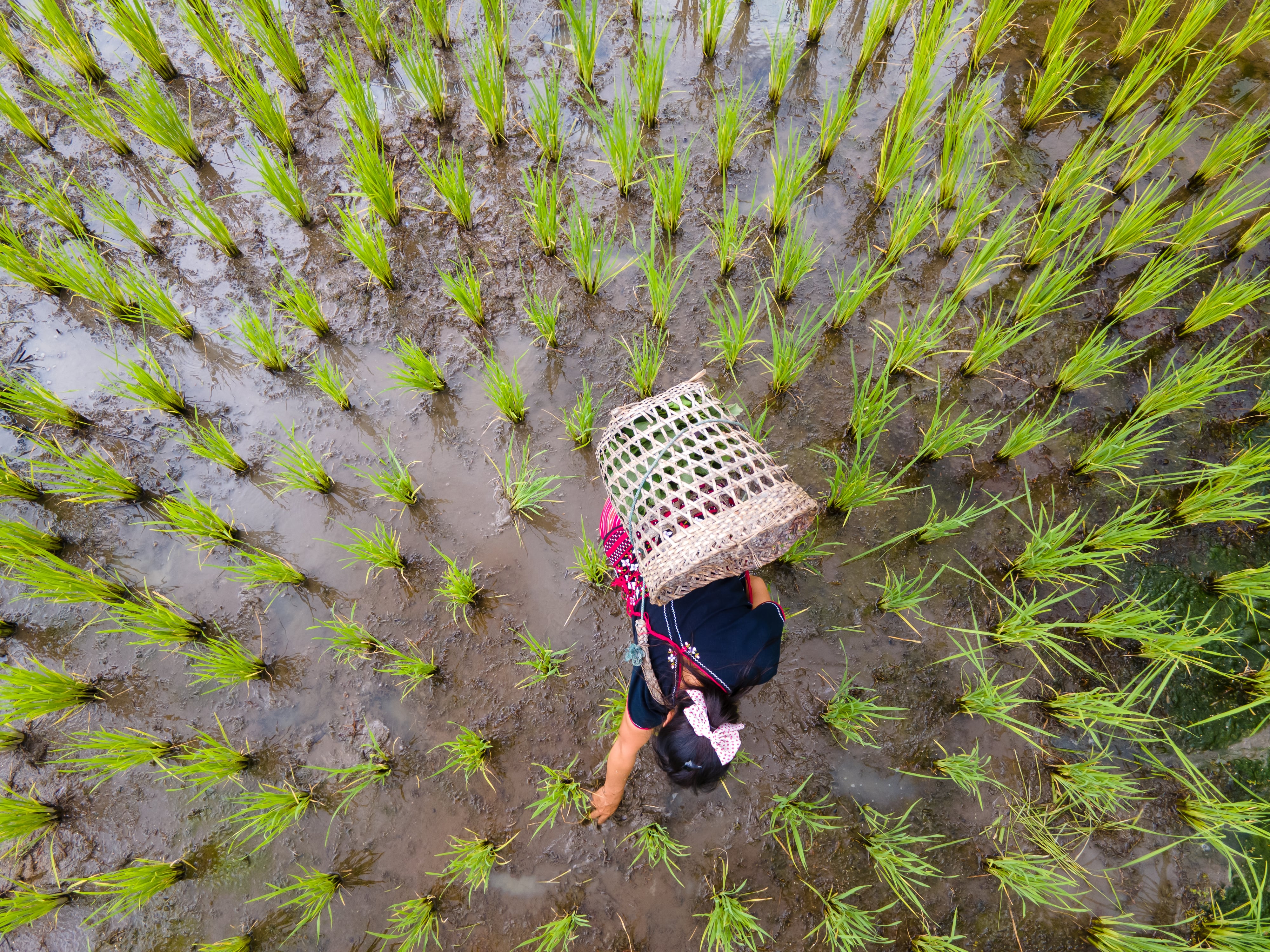 Agri Smile prepares Vietnam launch after successful trials lift rice yields by 43%