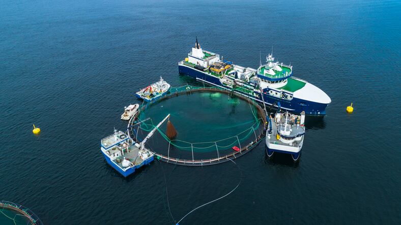 Veramaris wins fish oil challenge 