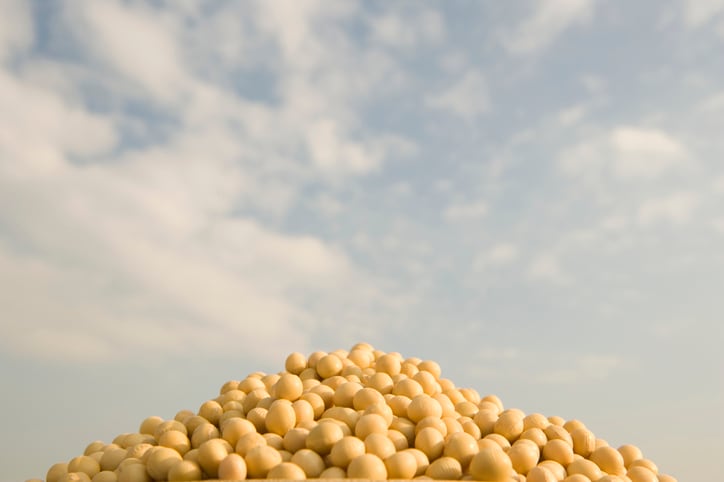 Soybean production in Europe continues to expand