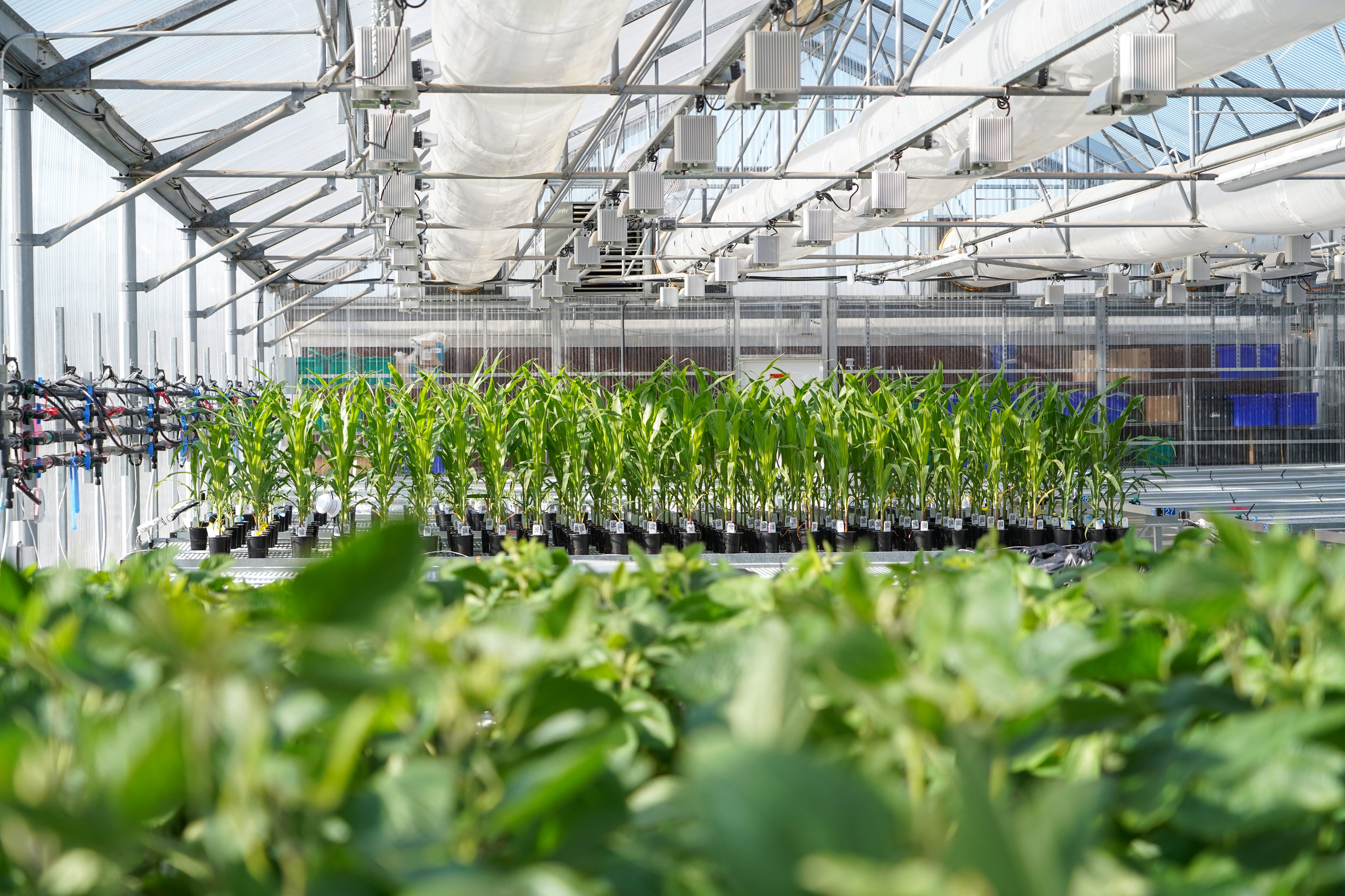 Ginkgo and Bayer double down on microbial nitrogen fixation in renewed alliance 