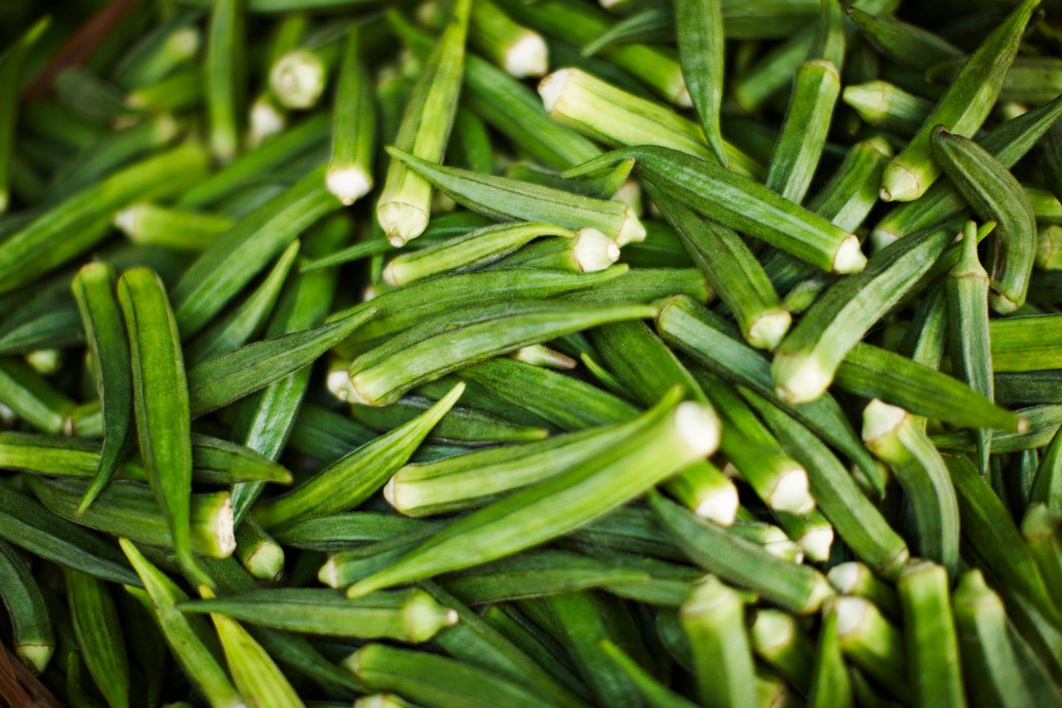 From the lion’s den: APSA-WorldVeg trials in India identify hundreds of begomovirus-resistant okra lines and hybrids