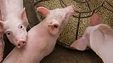 Zero zinc oxide: holistic approaches to manage piglet gut health challenges