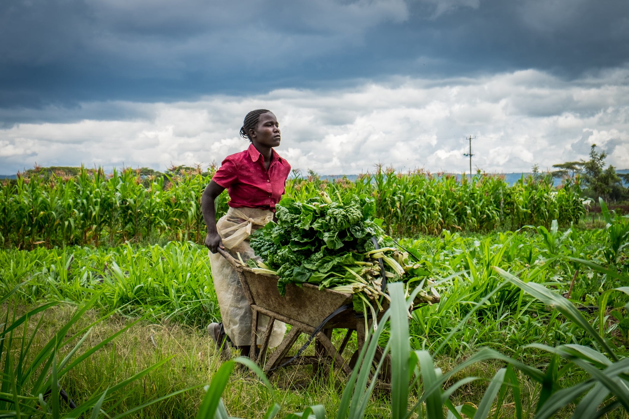 Back to basics: For Sierra Leone’s amputee farmers, agri‑tech begins with a wheelbarrow