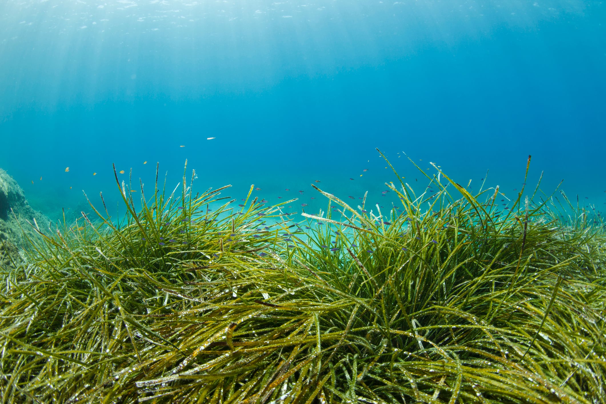 Fuelling net-zero push: Taiwan approves new blue carbon methods to boost mangrove and seagrass carbon sinks
