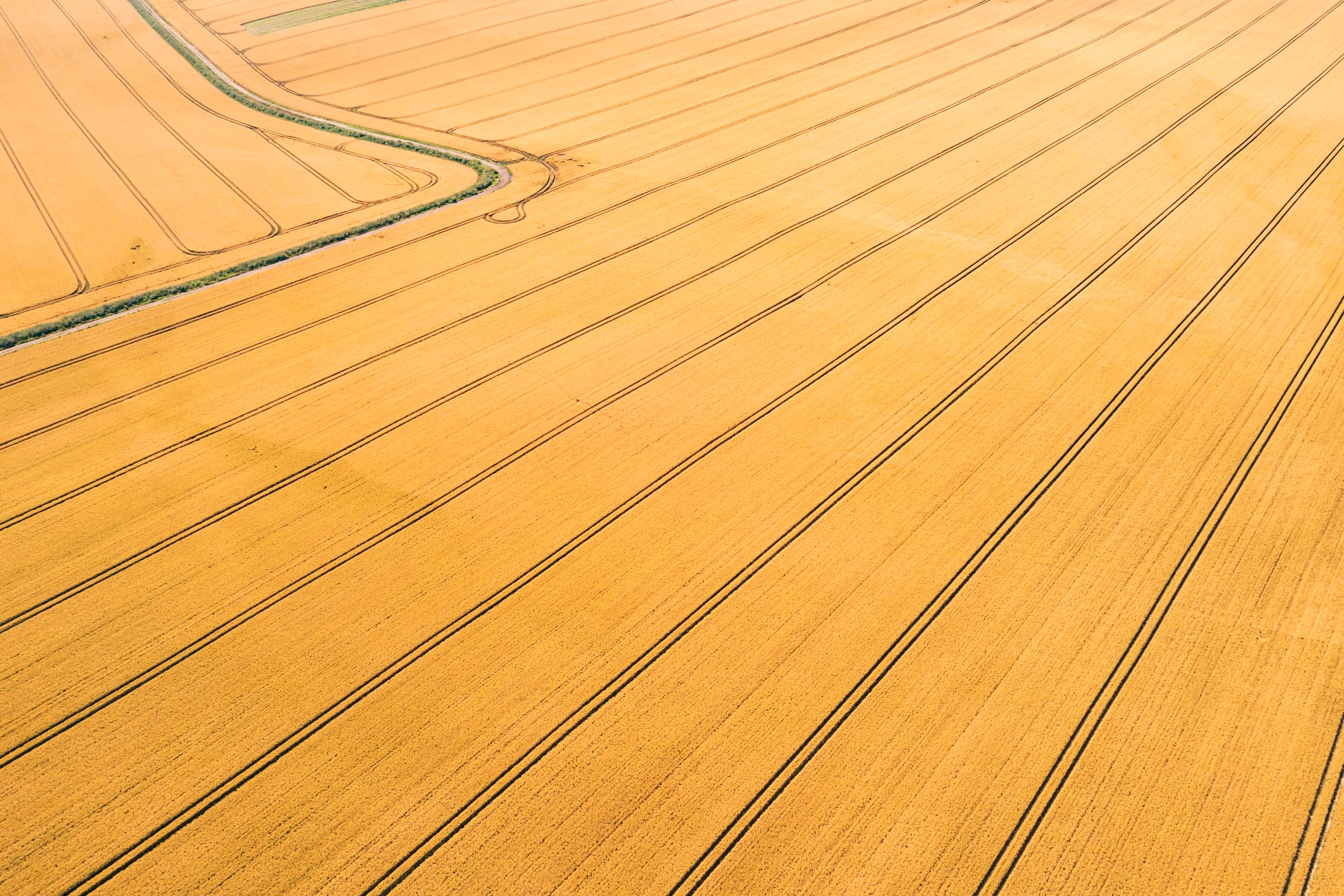CRISPR wheat cuts carcinogen risk without yield loss, strengthening case for precision gene editing