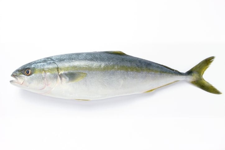 Calysta: Use of novel protein meal in yellowtail diets does not hinder growth performance