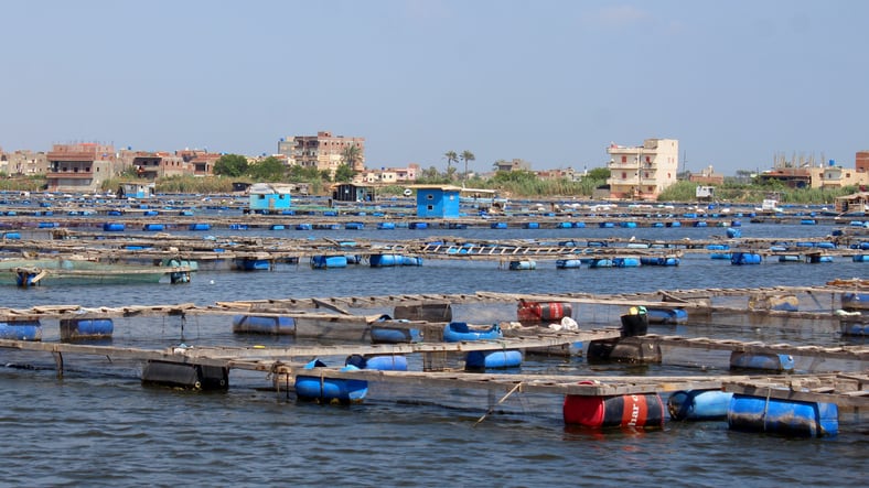 Egypt sees massive investment, expansion in aqua feed production