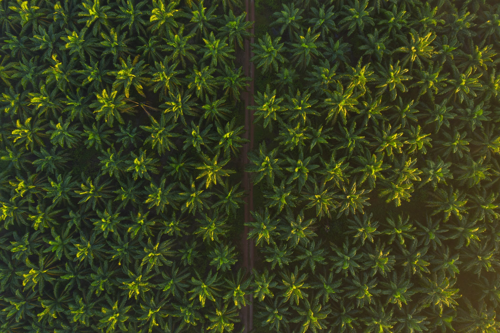 Only 1% certified: Tackling barriers to EUDR compliance for Indonesian smallholders