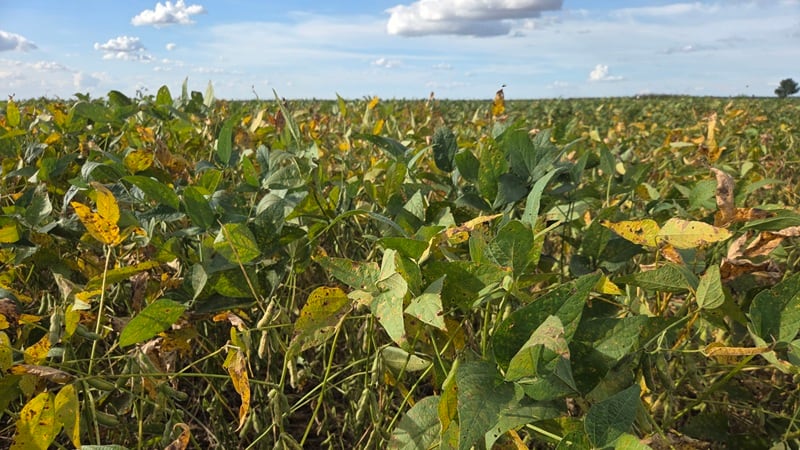 Brazil’s ag boom: Can the country overcome logistical challenges to sustain growth?