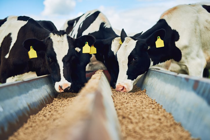 UK government criticized over lack of action on reducing methane emissions