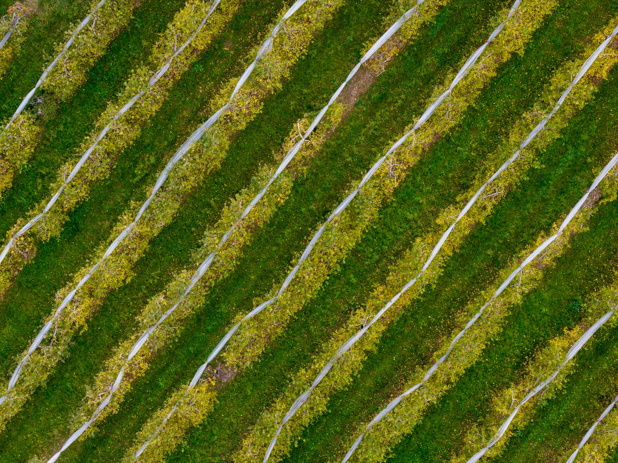French orchard growers turn to biocontrol, AI and climate‑smart varieties as pesticide squeeze tightens