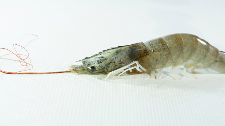 Study: Tartaric acid improves growth and disease resistance in Pacific White Shrimp