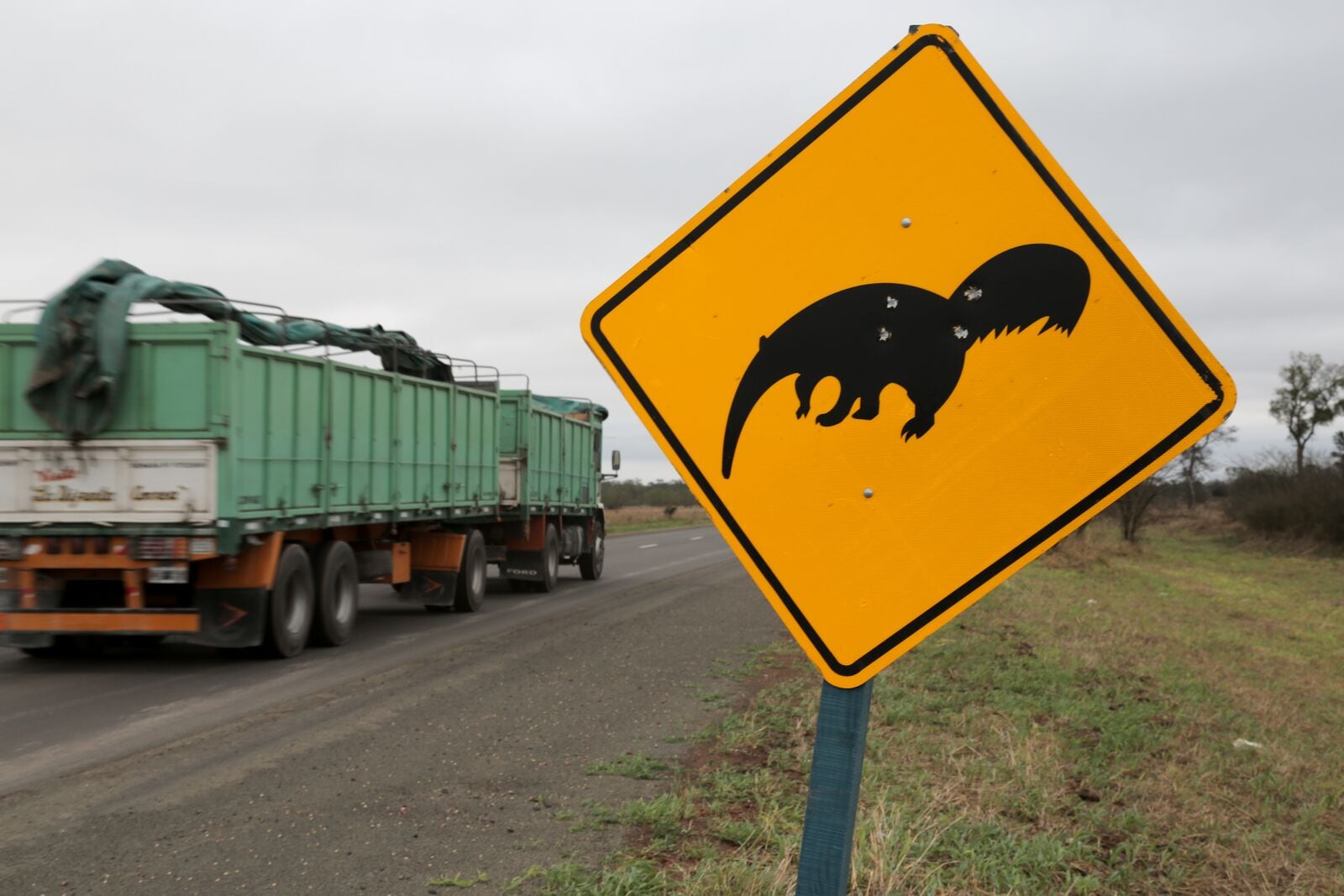 anteater-road.jpg
