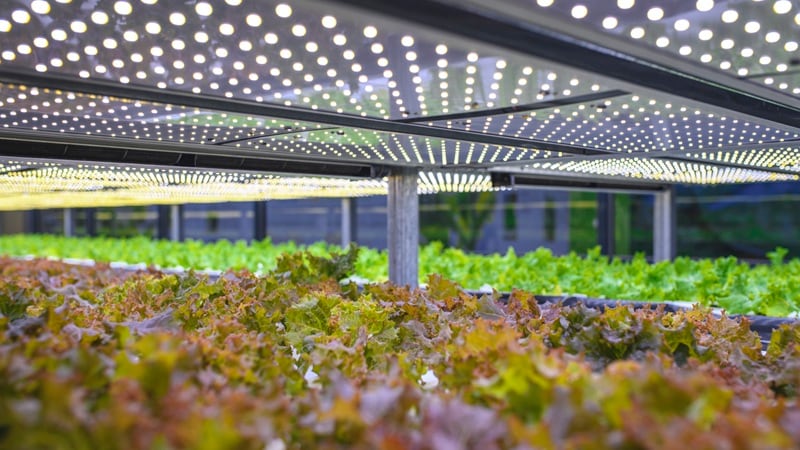 Does Virginia’s indoor ag success provide a model for the future?