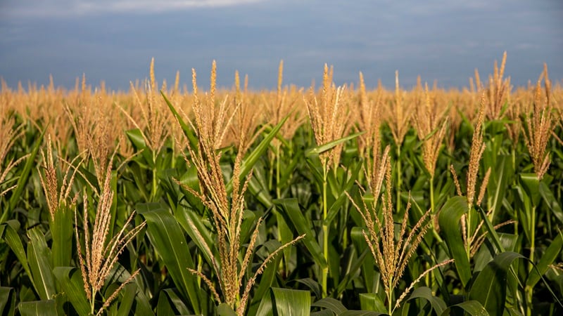 From the Dead Sea to Brazilian corn fields: How PlantArcBio creates drought-resilient crops