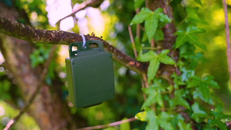 AI tech boosts biodiversity across drink giant’s blackcurrant farms