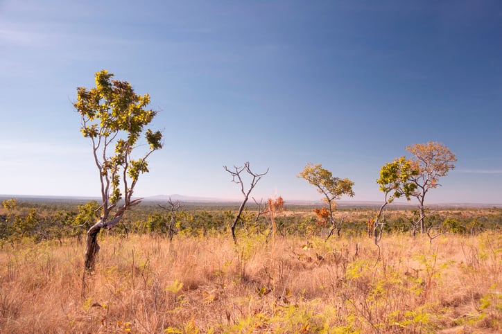 Businesses-announce-funding-for-soy-farmers-in-the-Cerrado.jpg