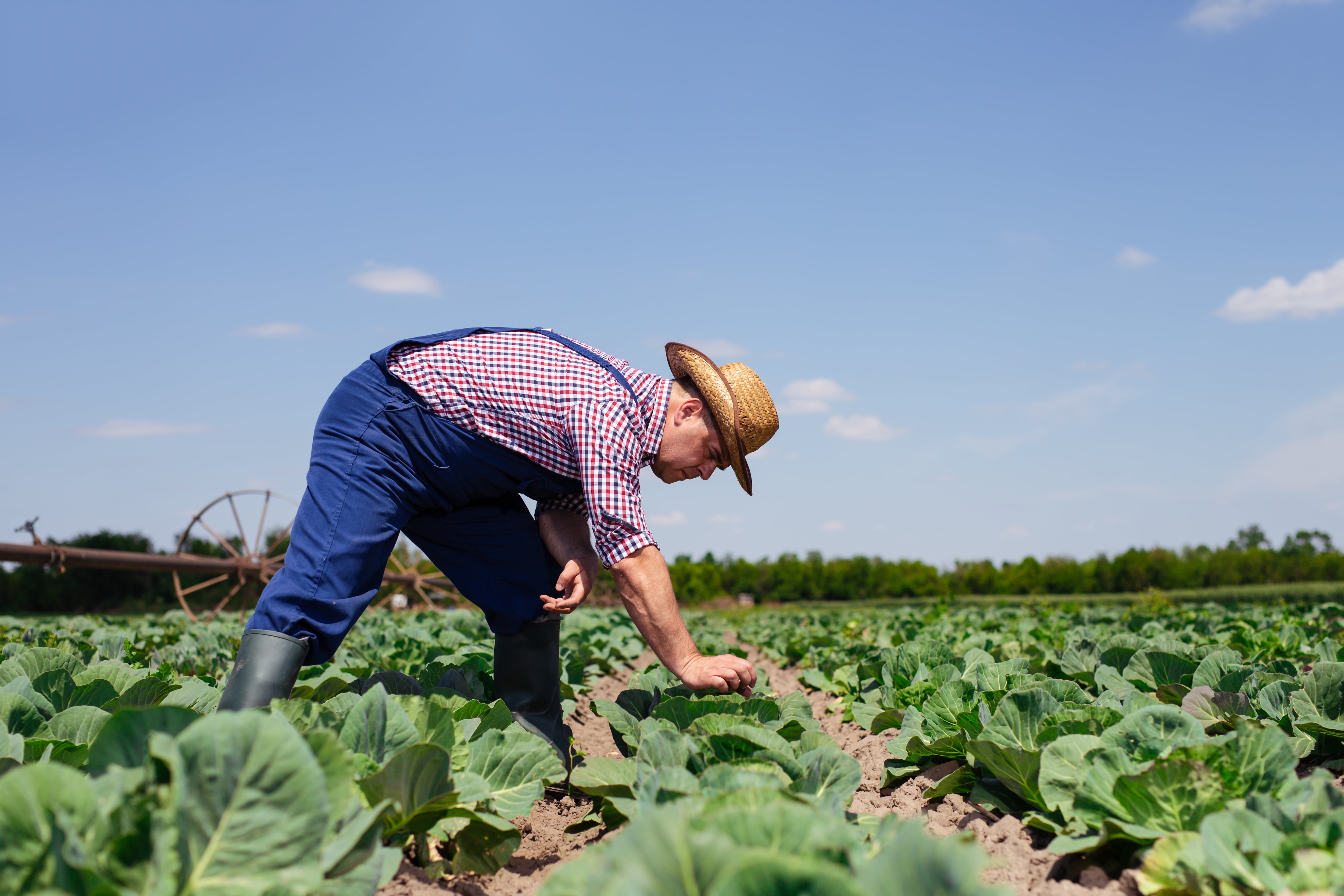 Does the EU have a concrete plan for agri-food? 