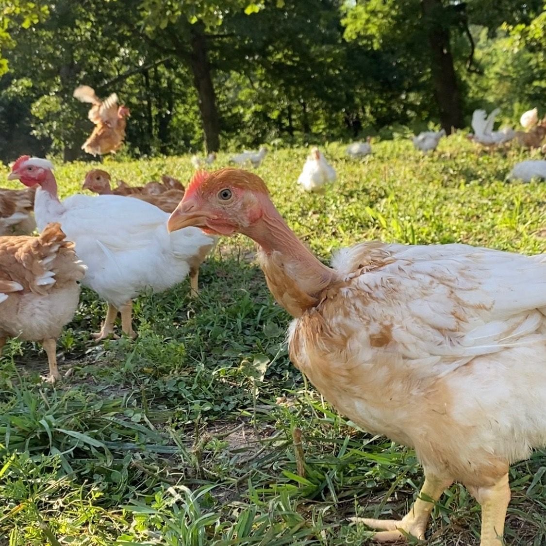 Cooks Venture raises US$10m to disrupt US chicken industry and develop regenerative feed model
