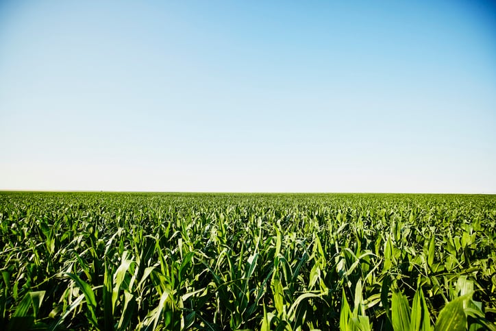 Vinaseed sees significant growth opportunities in Laos’ evolving agriculture sector