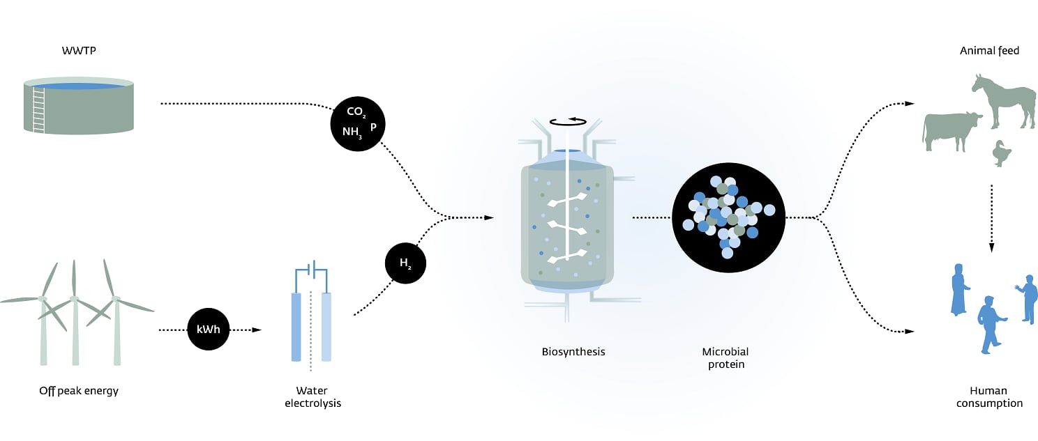 A3_infographic_Power_to_Protein.png