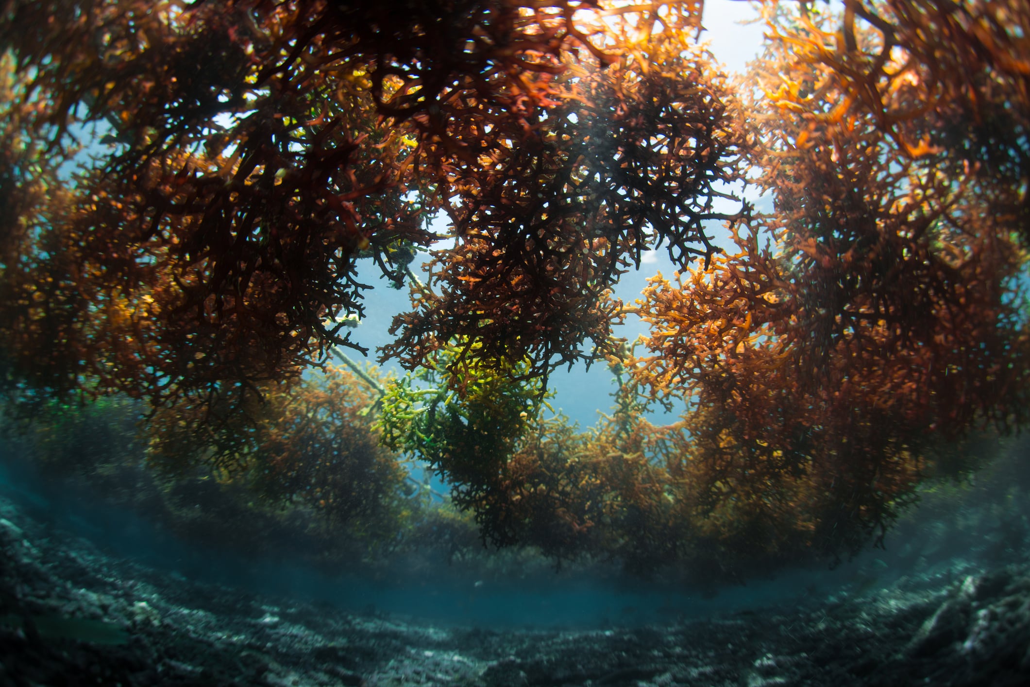 Scaling new heights: Aquabloom aims to achieve profitability on the back of seaweed biostimulant demand