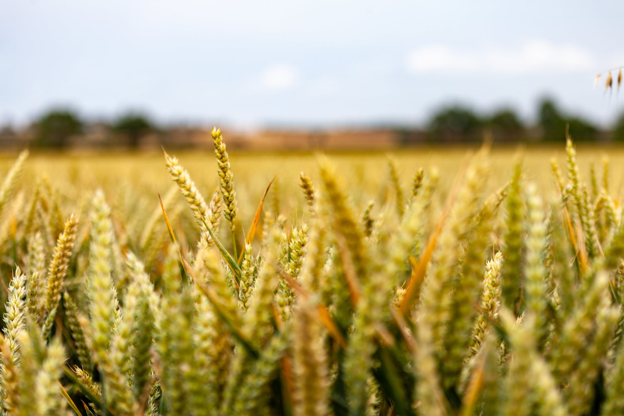 BetterSeeds appoints CRISPR pioneer to address ‘critical bottleneck’ in crop gene editing