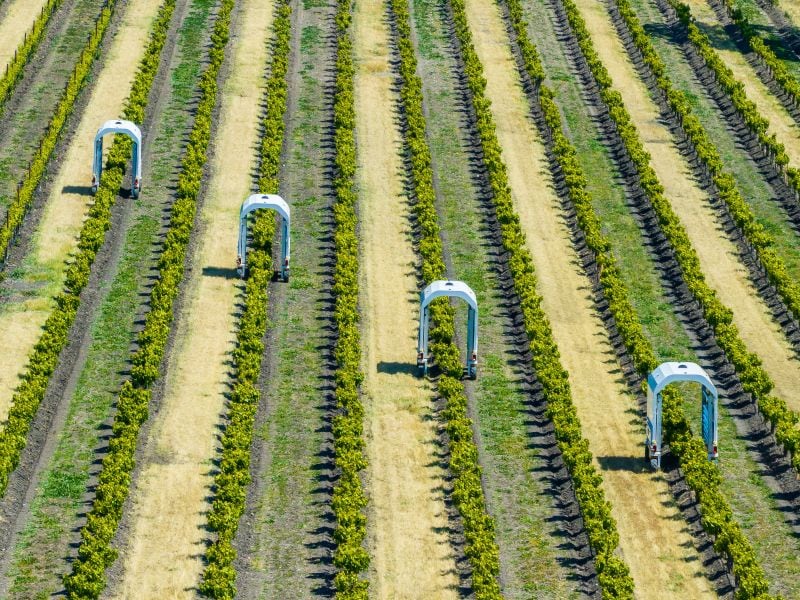 Saga Robotics was recognised for Thorvald, its autonomous vineyard robot that uses UV-C light to control powdery mildew and reduce reliance on conventional fungicides.