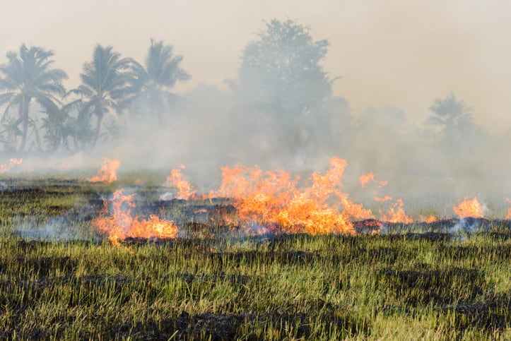 UK scientists to tackle challenges of converting rice straw into biofuels