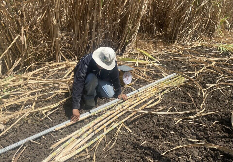 Suntory pilot boosts confidence in biochar as trials expand in Japan and Thailand