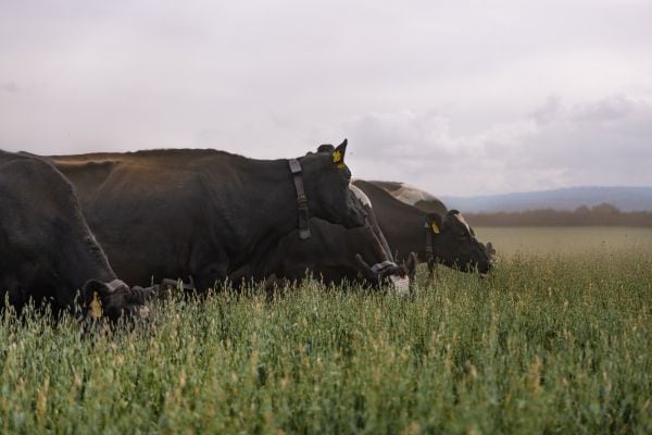 Halter raises NZD $377m to drive global expansion as virtual fencing demand surges