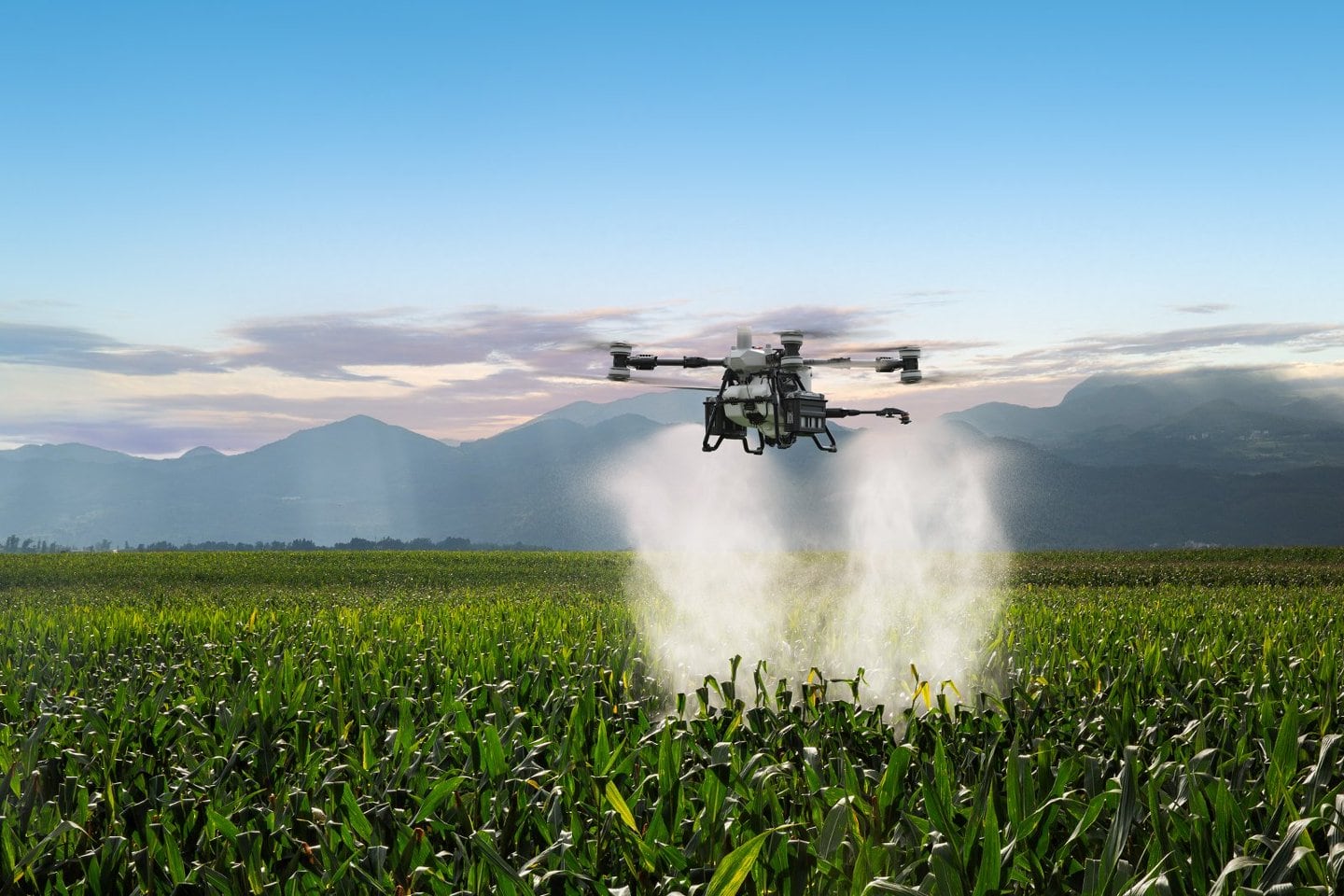 DJI drone flying over field spraying