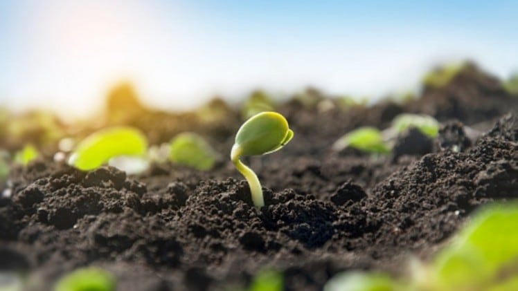 Go green: Japan throws weight behind private agritech improvement projects to hit sustainability targets