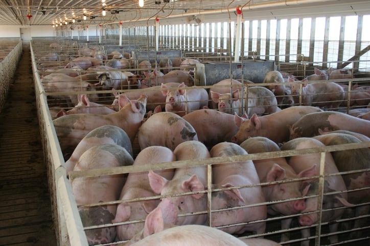 Smithfield Foods to close 35 swine operations in Missouri