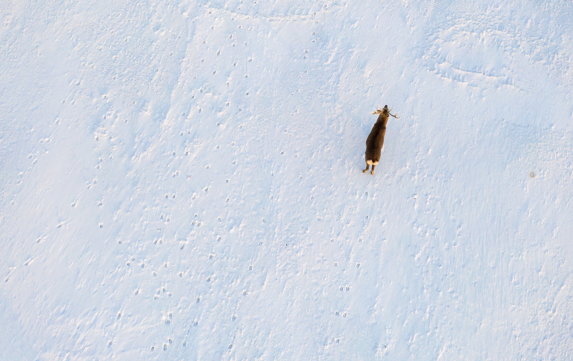 Sleighing the challenge: How smart tracking is boosting efficiency for Finland’s reindeer herders