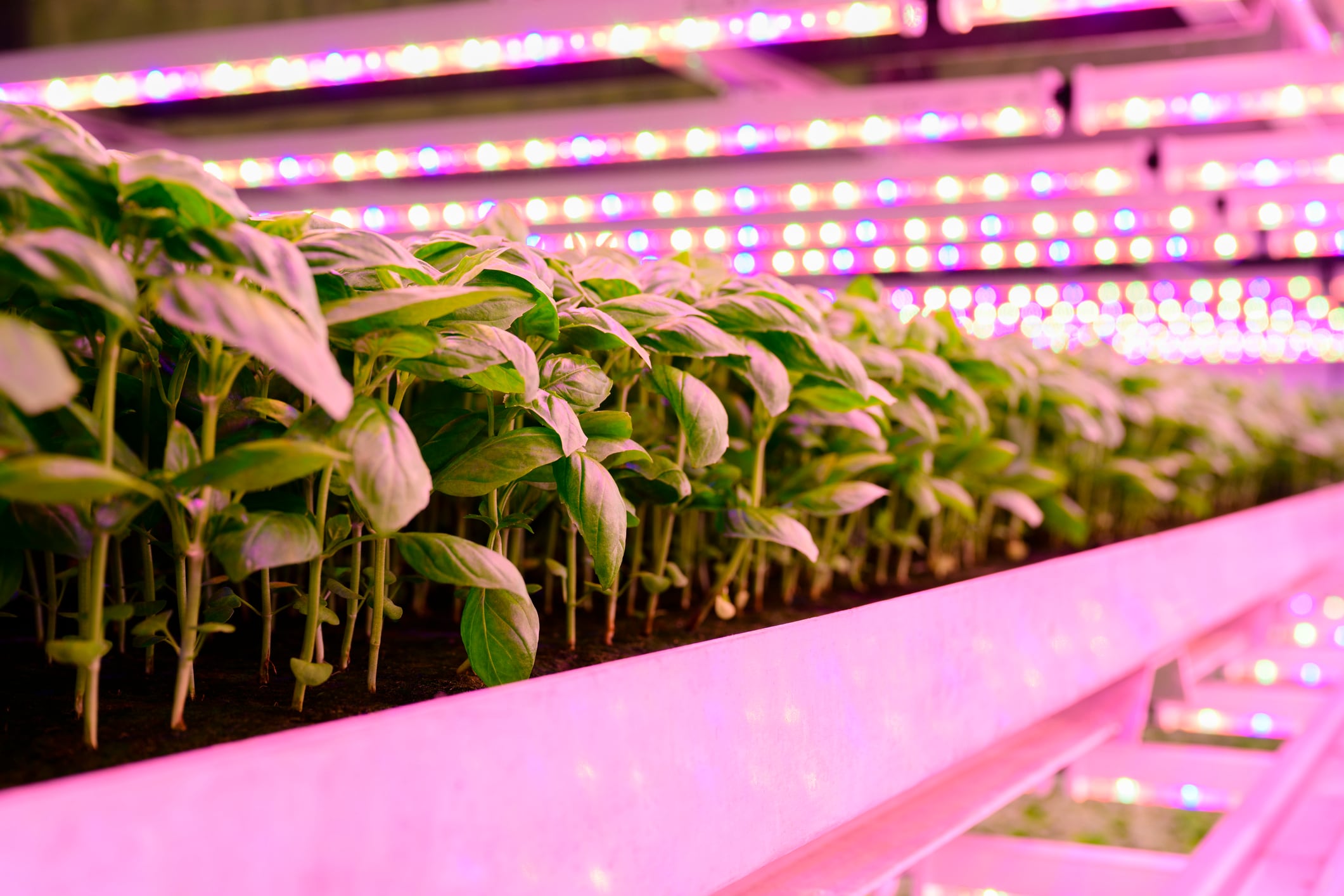 Spanish vertical farmer Néboda repels ‘tough market’ with €1.84m raise